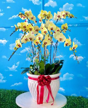 Shop Hoa Tươi Huyện Cái Bè, Tỉnh Tiền Giang